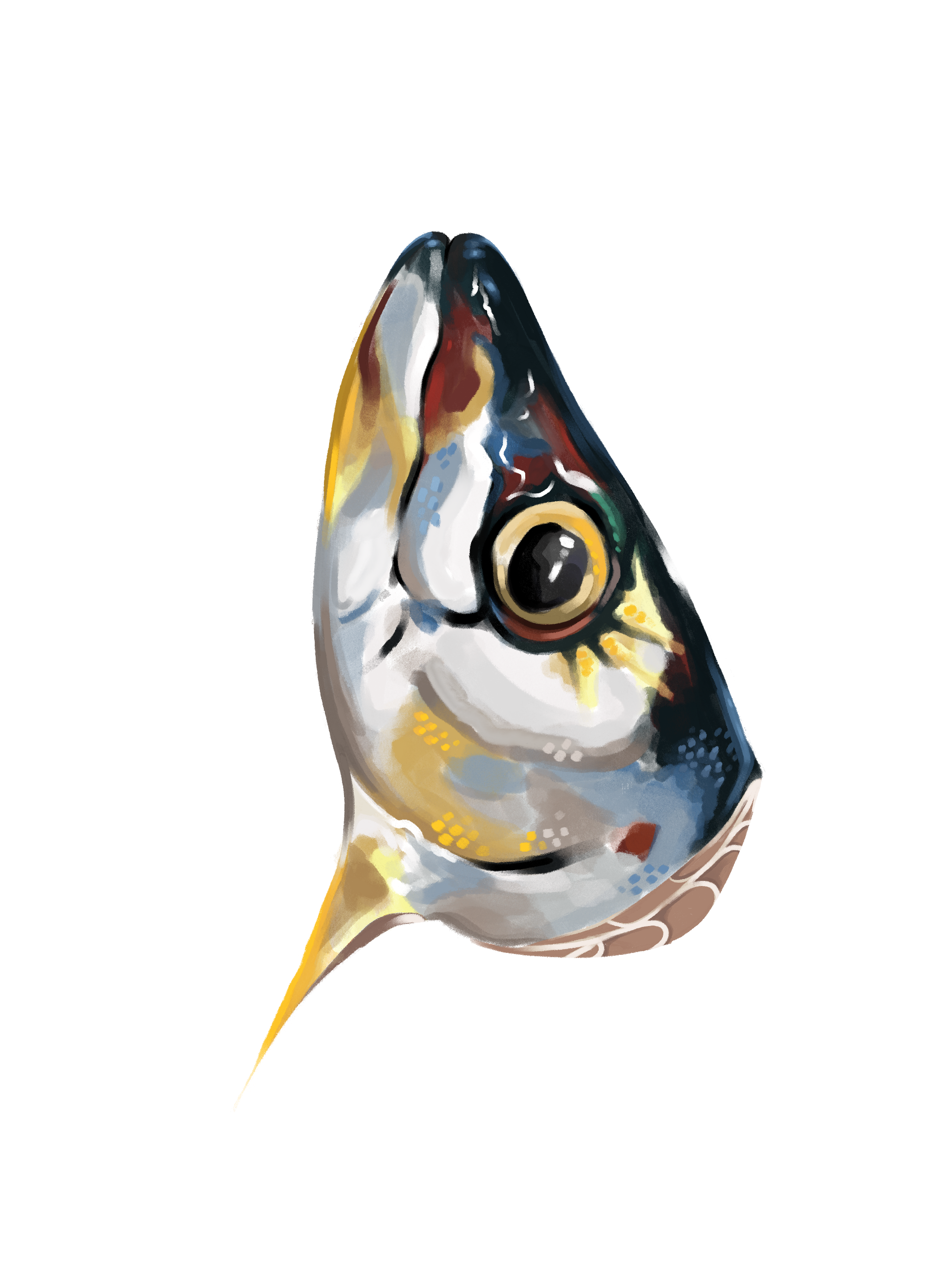 Fisch in verschiedenen Farben